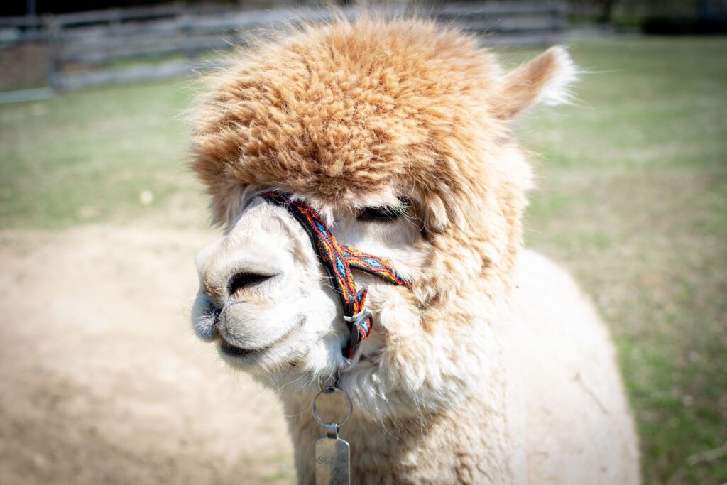 Unsere Tiere: ABP Stefano