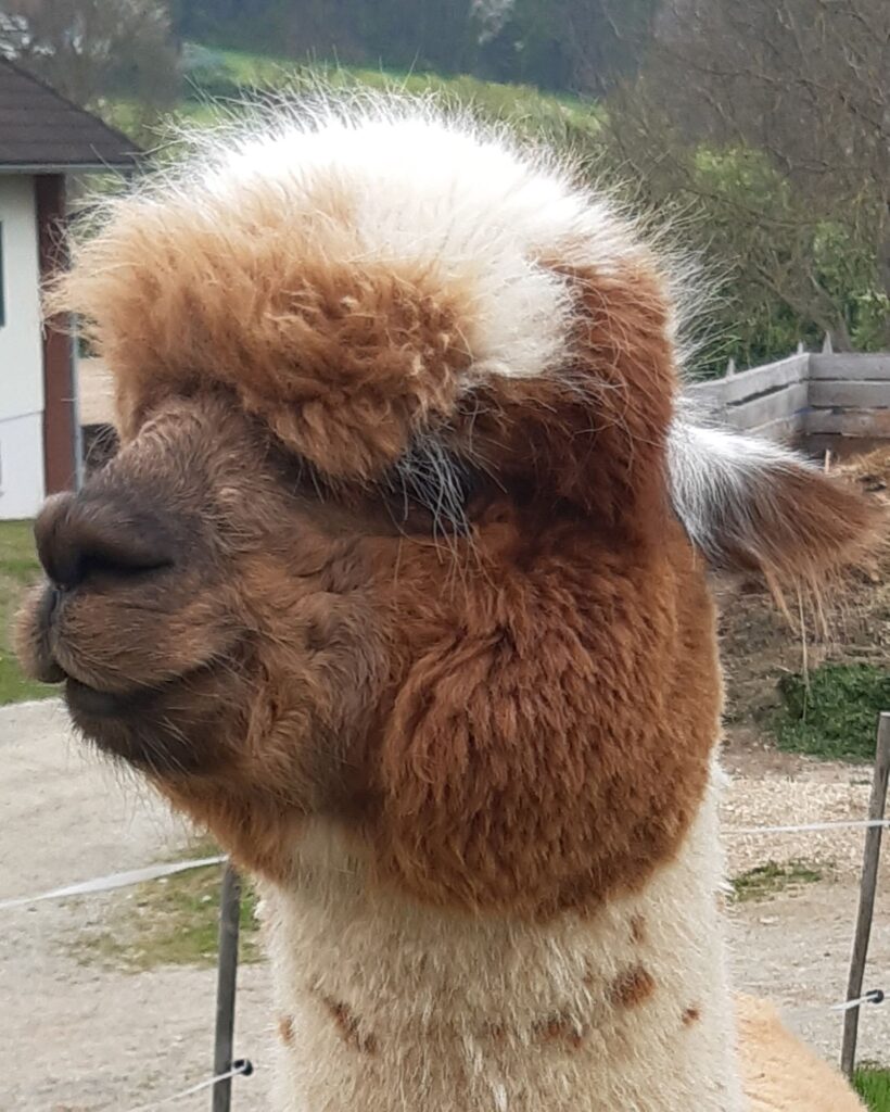 Unsere Tiere: SAF Picasso