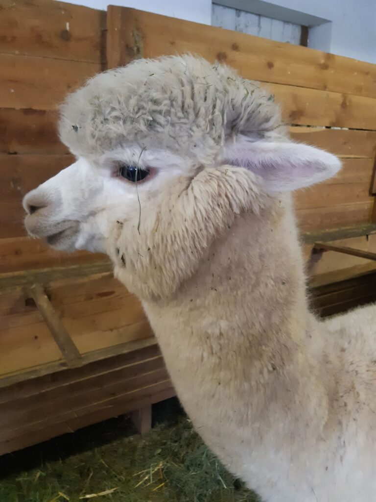 Unsere Tiere: SAF Spike