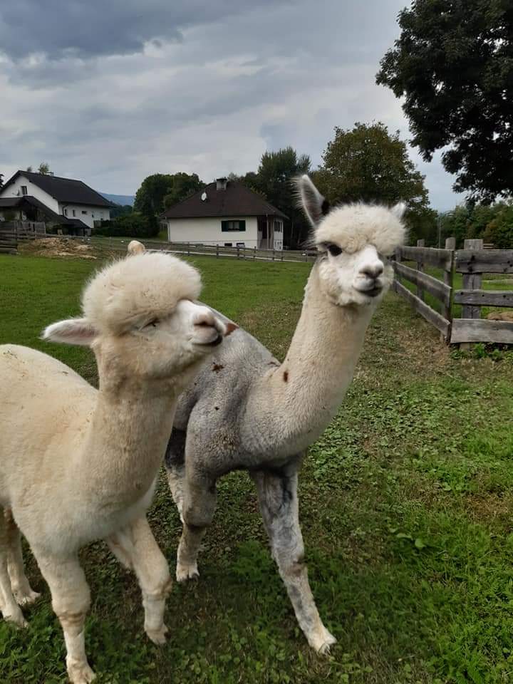 Weiße Alpakas